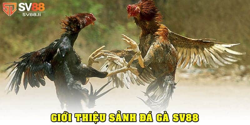 Giới thiệu sảnh đá gà SV88